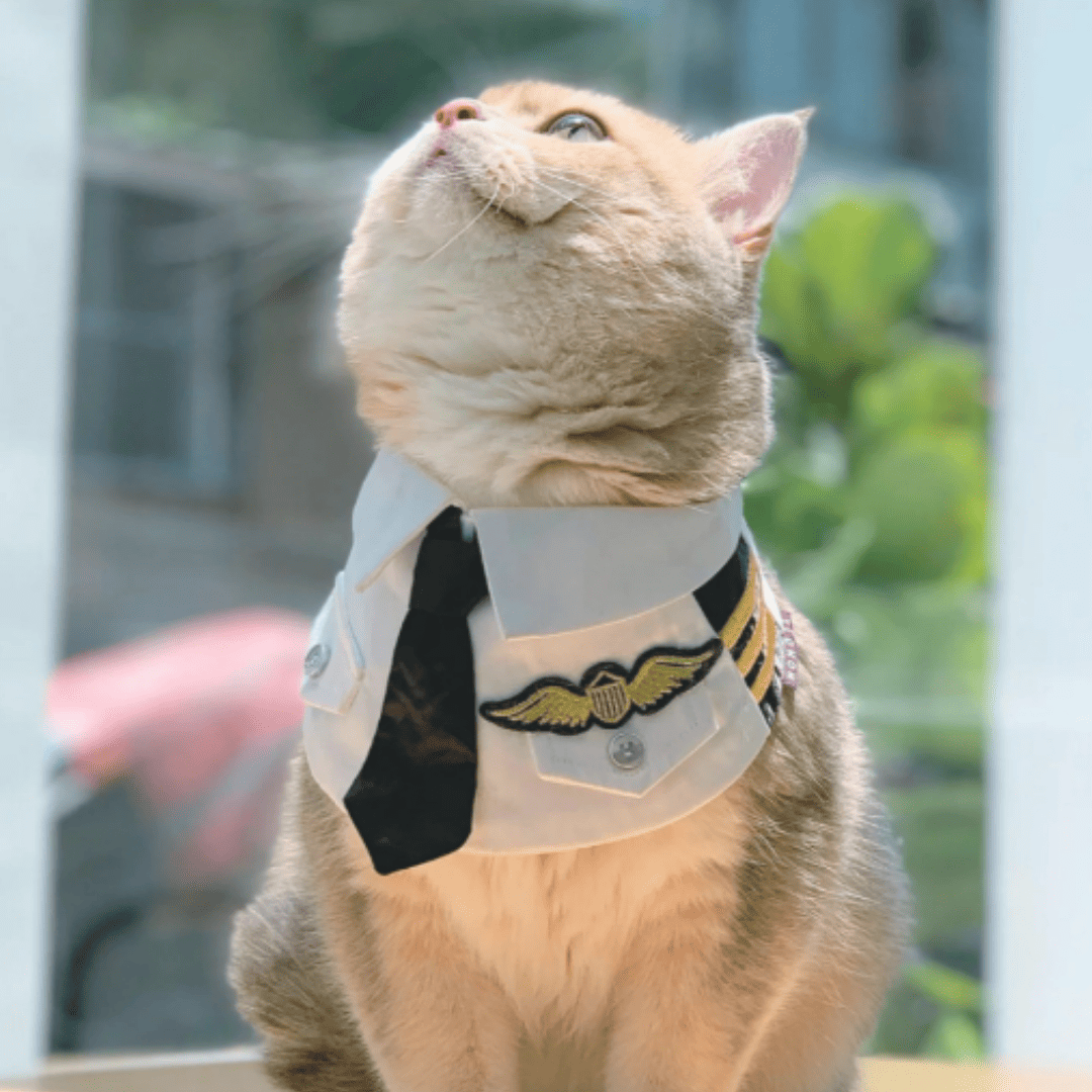 Momoji Air Pilot Bib -  ชุดสุนัข ชุดแมว ชุดสัตว์เลี้ยง ผ้าพันคอสุนัข ชุดนักบิน สีกรม สีขาว