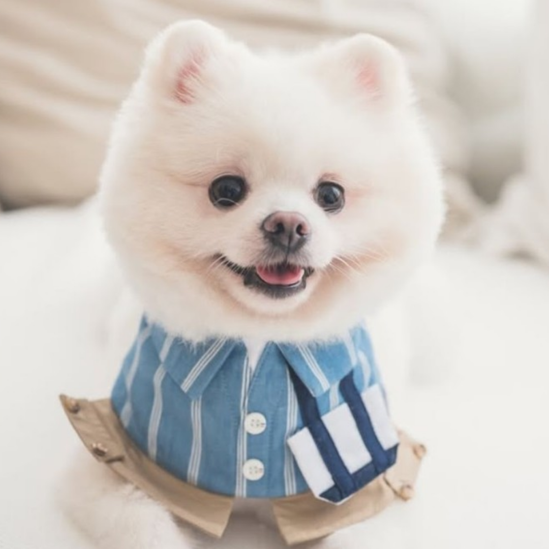 Momoji Anthony Bib - Dusty Blue ผ้าพันคอสำหรับสัตว์เลี้ยง
