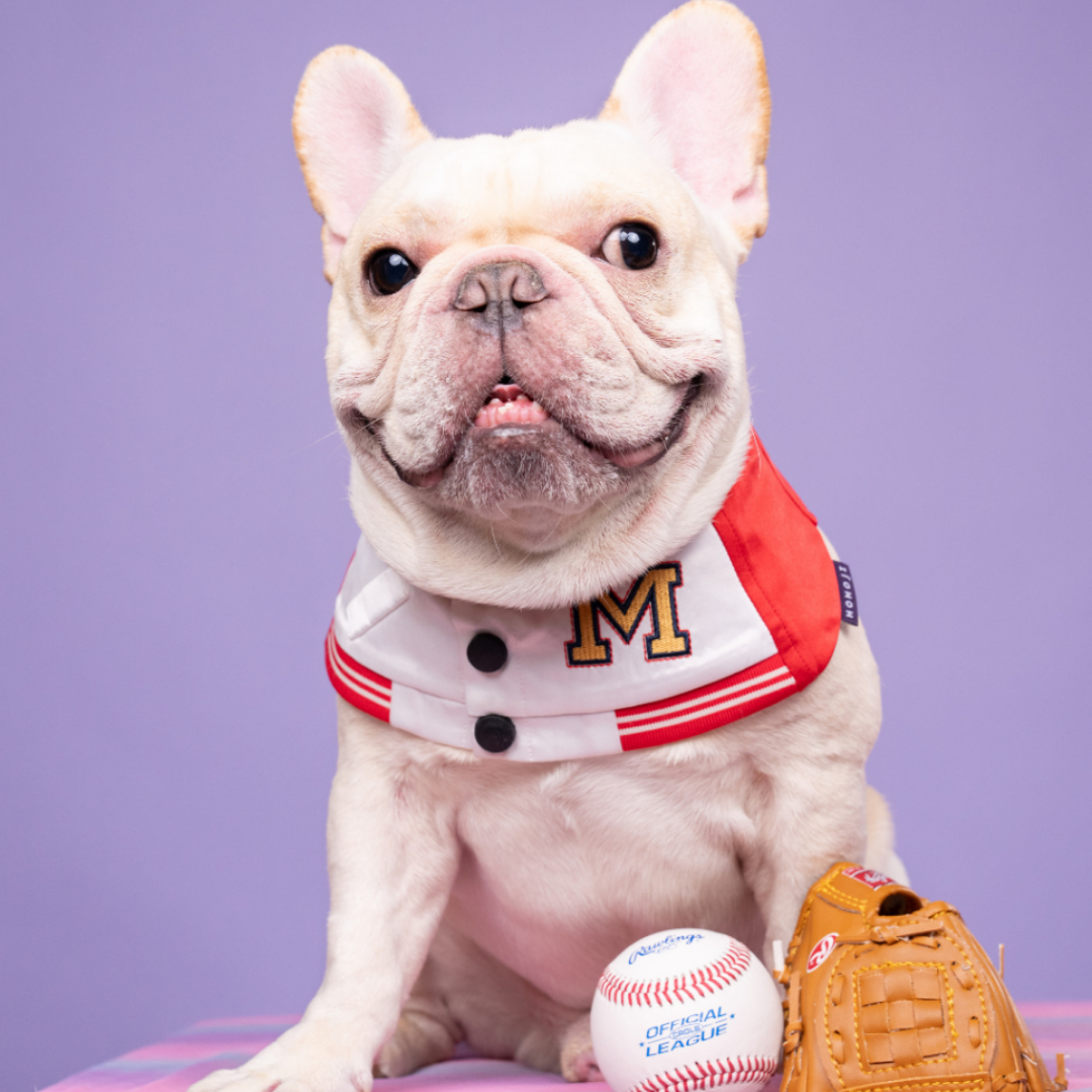 Momoji Basepaws Bib - ผ้าพันคอสำหรับสัตว์เลี้ยง ชุดเบสบอล