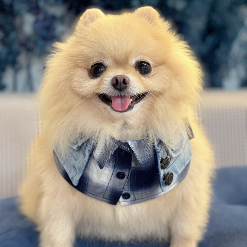 Momoji Duddell Bib - Denim Blue ผ้าพันคอสุนัข
