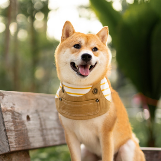 Momoji Johnny Bib - Khaki Yellow ชุดสัตว์เลี้ยง ผ้าพันคอสุนัข
