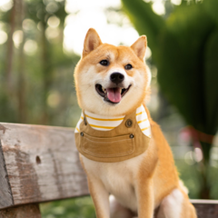 Momoji Johnny Bib - Khaki Yellow ชุดสัตว์เลี้ยง ผ้าพันคอสุนัข