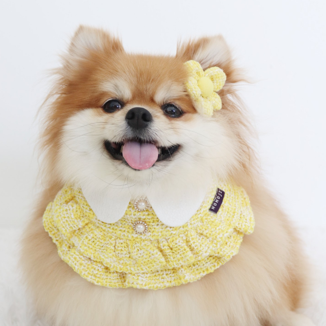 Momoji Kristen Bib - ชุดสำหรับสัตว์เลี้ยง ชุดสุนัขผู้หญิงมีกระโปรง