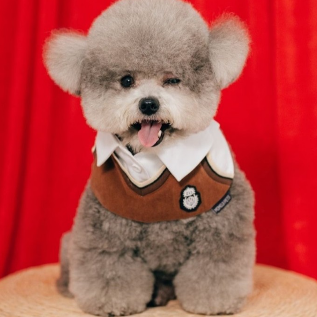 Momoji Leighton Boys Bib - ผ้าพันคอสำหรับสัตว์เลี้ยง ชุดผู้ชายสีฟ้า สีน้ำตาล ชุดกีฬา