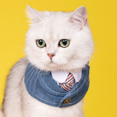 Momoji Wellington Bib - Cerulean Denim Blue ผ้าพันคอสุนัข