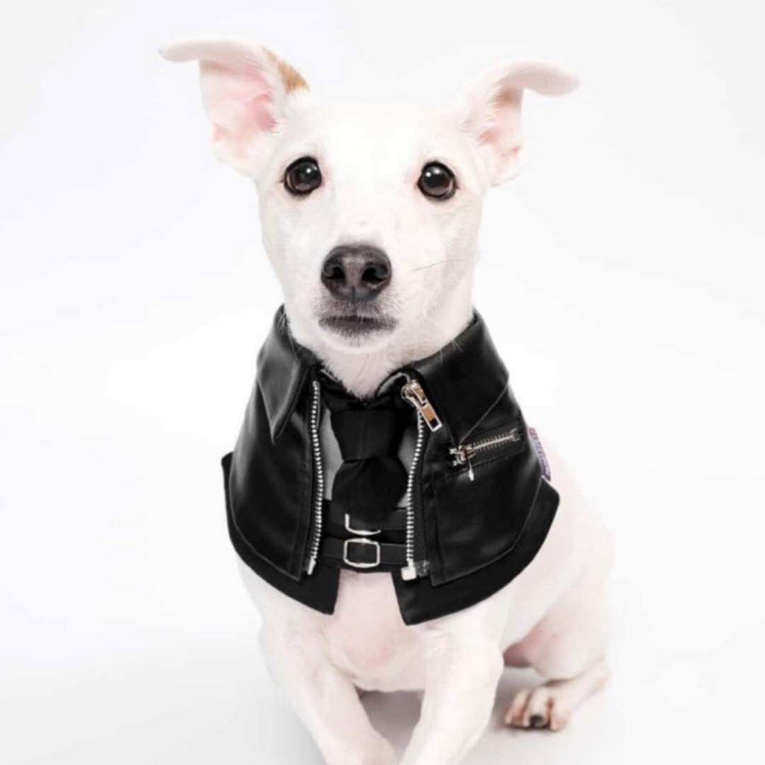Momoji Shin Bib - Charcoal Black ชุดน้องหมาน้องแมว เสื้อผ้าสุนัข ผ้าผันคอหนัง สีดำ Jacket for Pets