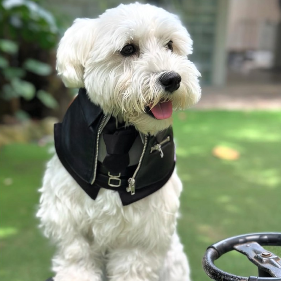 Momoji Shin Bib - Charcoal Black ชุดน้องหมาน้องแมว เสื้อผ้าสุนัข ผ้าผันคอหนัง สีดำ Jacket for Pets