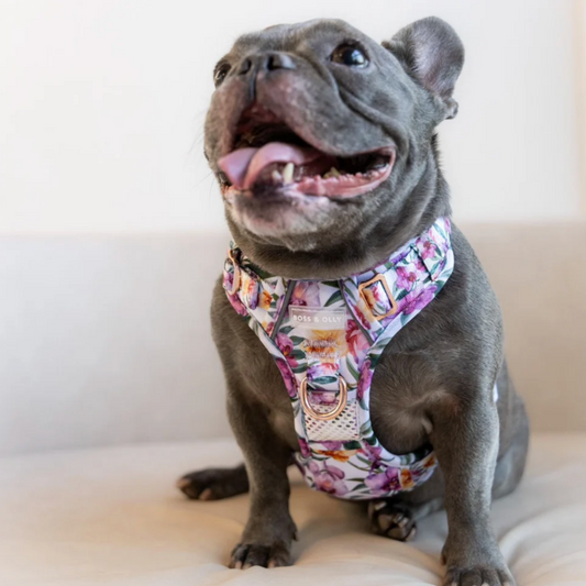 Boss & Olly - Orchid Active Harness