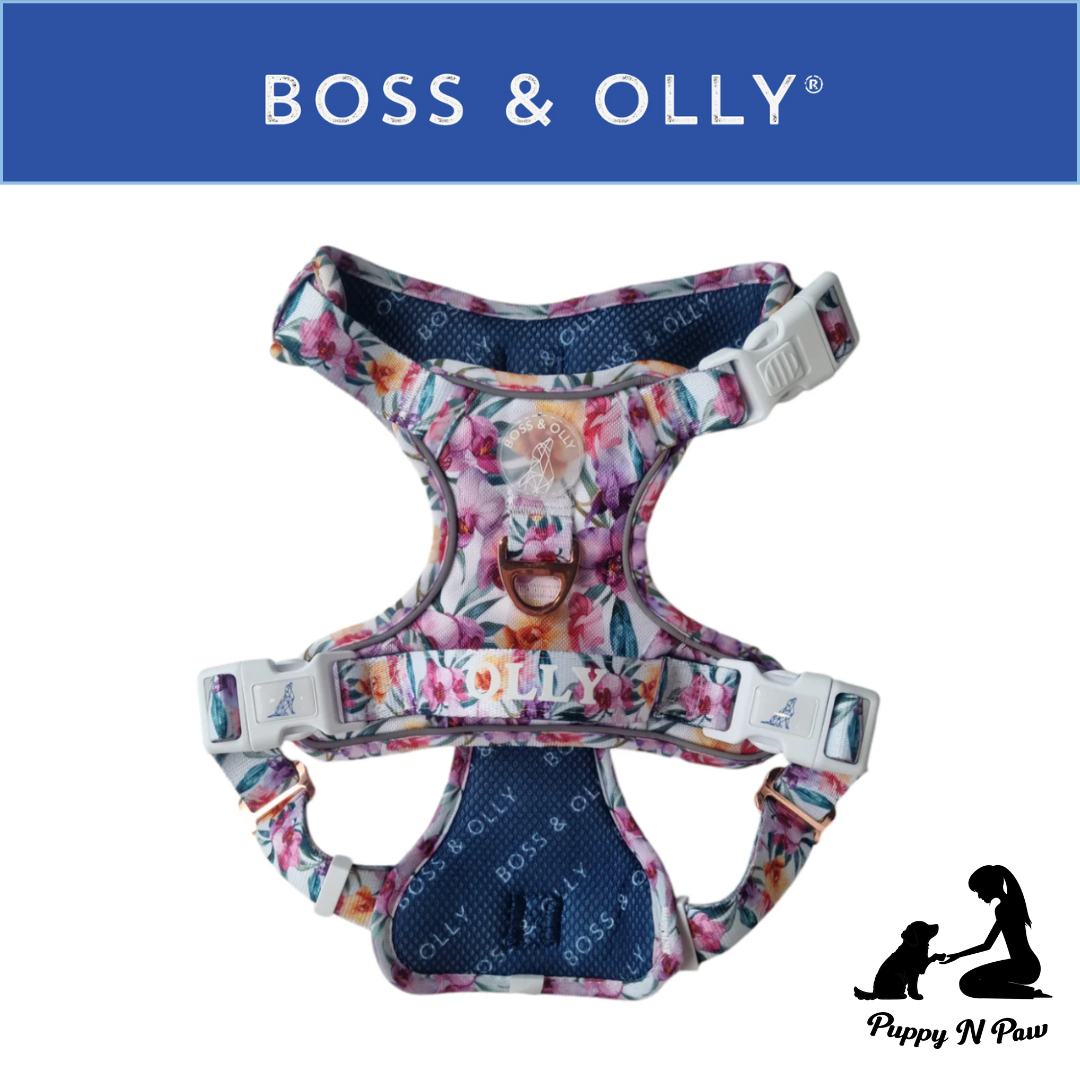 Boss & Olly - Orchid