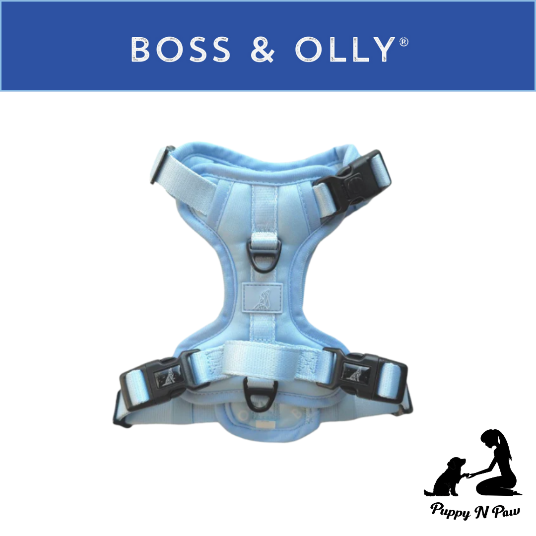 Boss & Olly - Pastel Blue