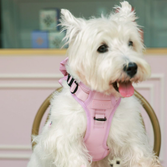 Boss & Olly - Pastel Pink