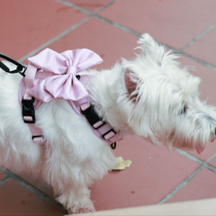 Boss & Olly - Pastel Pink