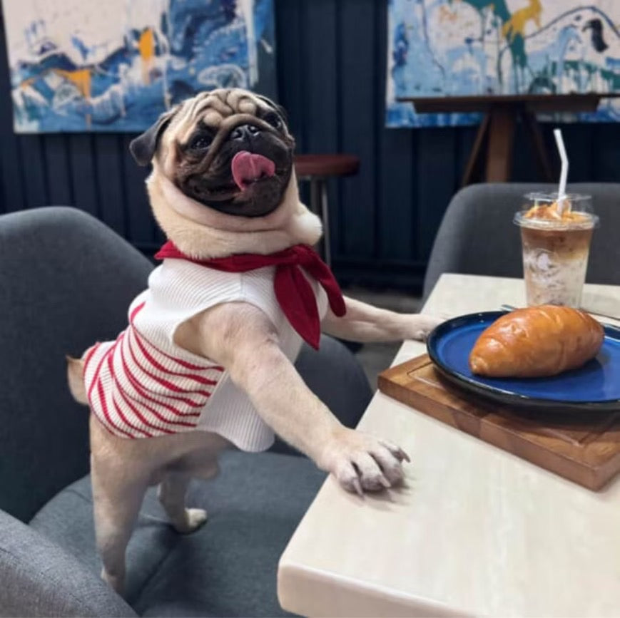 The Lonely Rabbit Sailor Uniform - First Adventure ชุดกะลาสี เสื้อผ้าสัตว์เลี้ยง หมาแมว ชุดกระต่าย