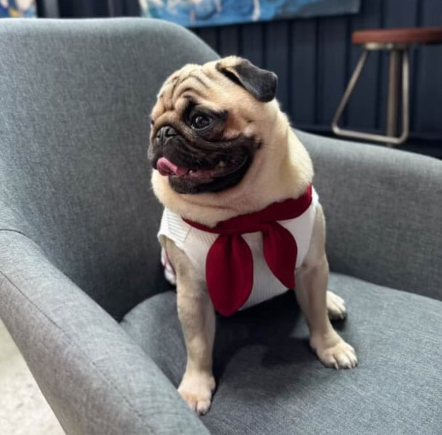 The Lonely Rabbit Sailor Uniform - First Adventure ชุดกะลาสี เสื้อผ้าสัตว์เลี้ยง หมาแมว ชุดกระต่าย