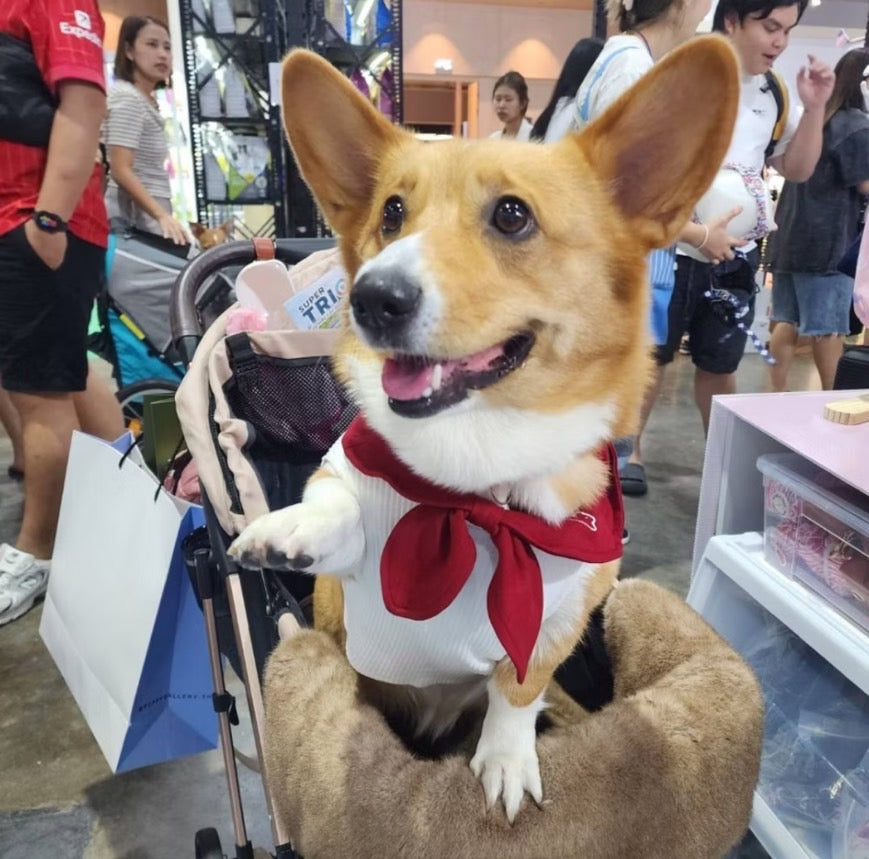 The Lonely Rabbit Sailor Uniform - First Adventure ชุดกะลาสี เสื้อผ้าสัตว์เลี้ยง หมาแมว ชุดกระต่าย