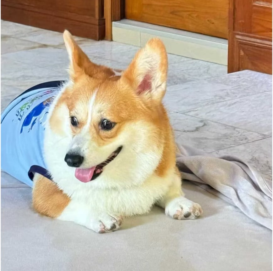 The Lonely Rabbit First Adventure Shirt - เสื้อยืดสำหรับสัตว์เลี้ยง สุนัขแมว