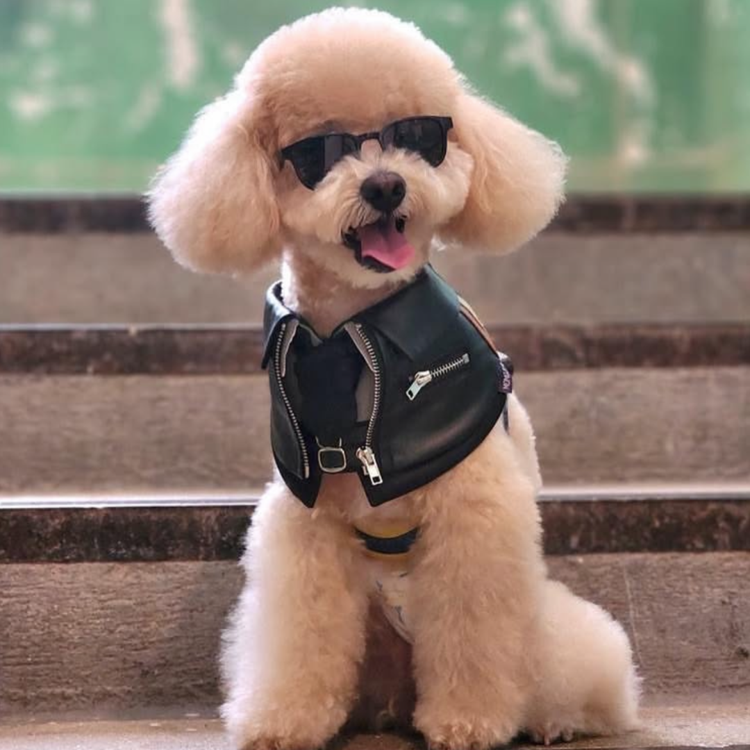 Momoji Shin Bib - Charcoal Black ชุดน้องหมาน้องแมว เสื้อผ้าสุนัข ผ้าผันคอหนัง สีดำ Jacket for Pets