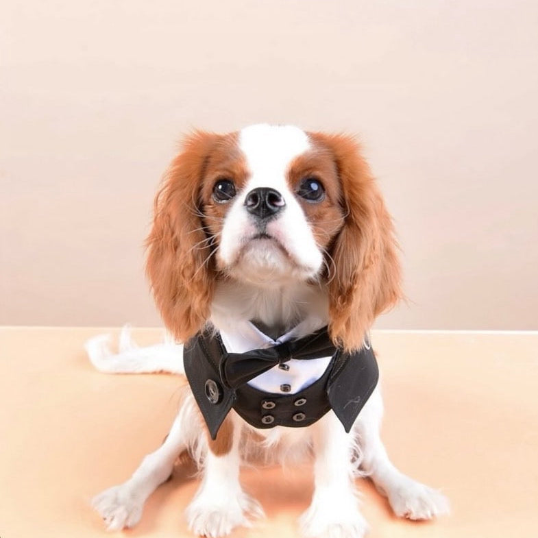 Momoji Kingsway Bib - Tuxedo ชุดสุนัข ชุดแมว ชุดสัตว์เลี้ยง ผ้าพันคอสุนัข สูทสำหรับงานทางการ