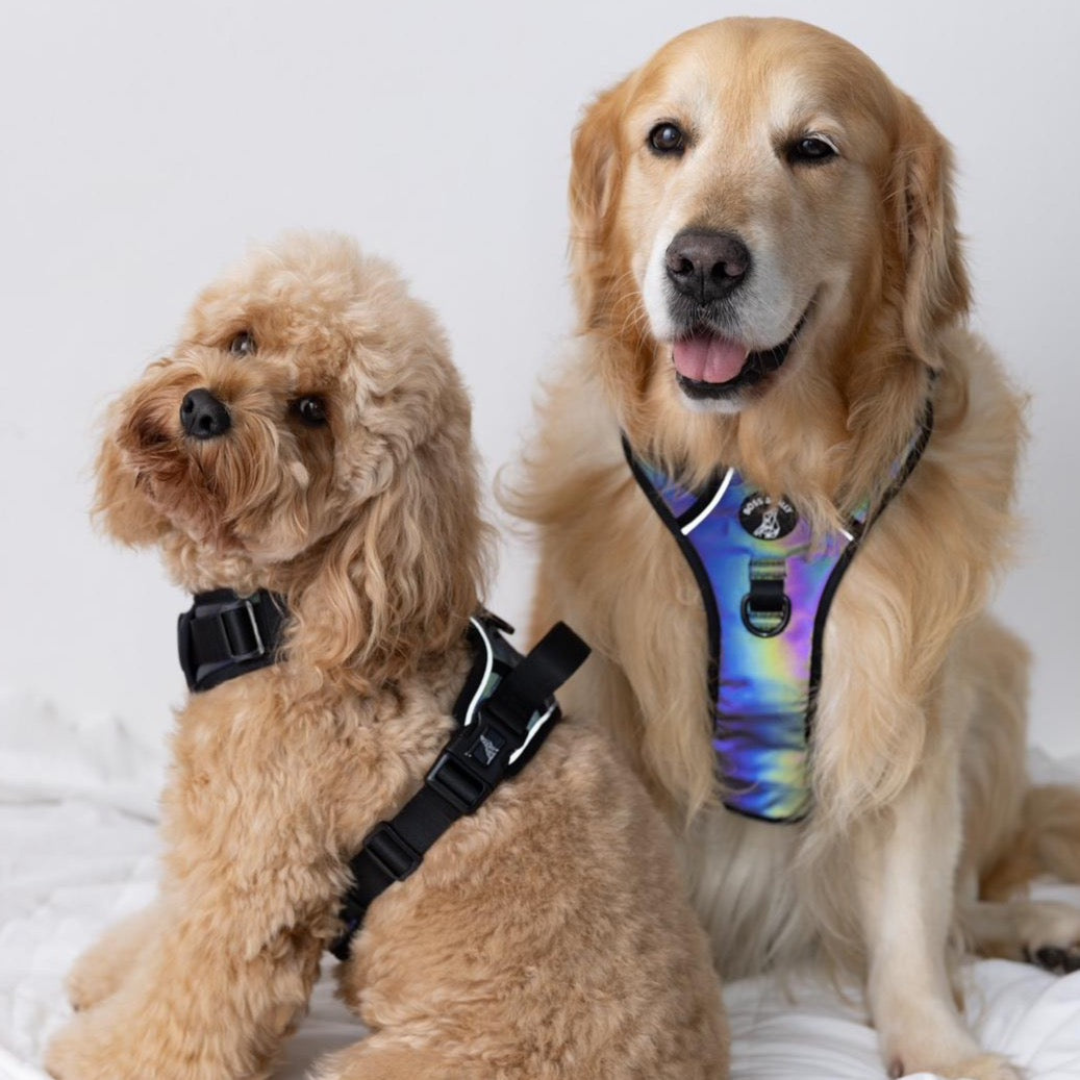 Boss & Olly - Mystique Active Harness