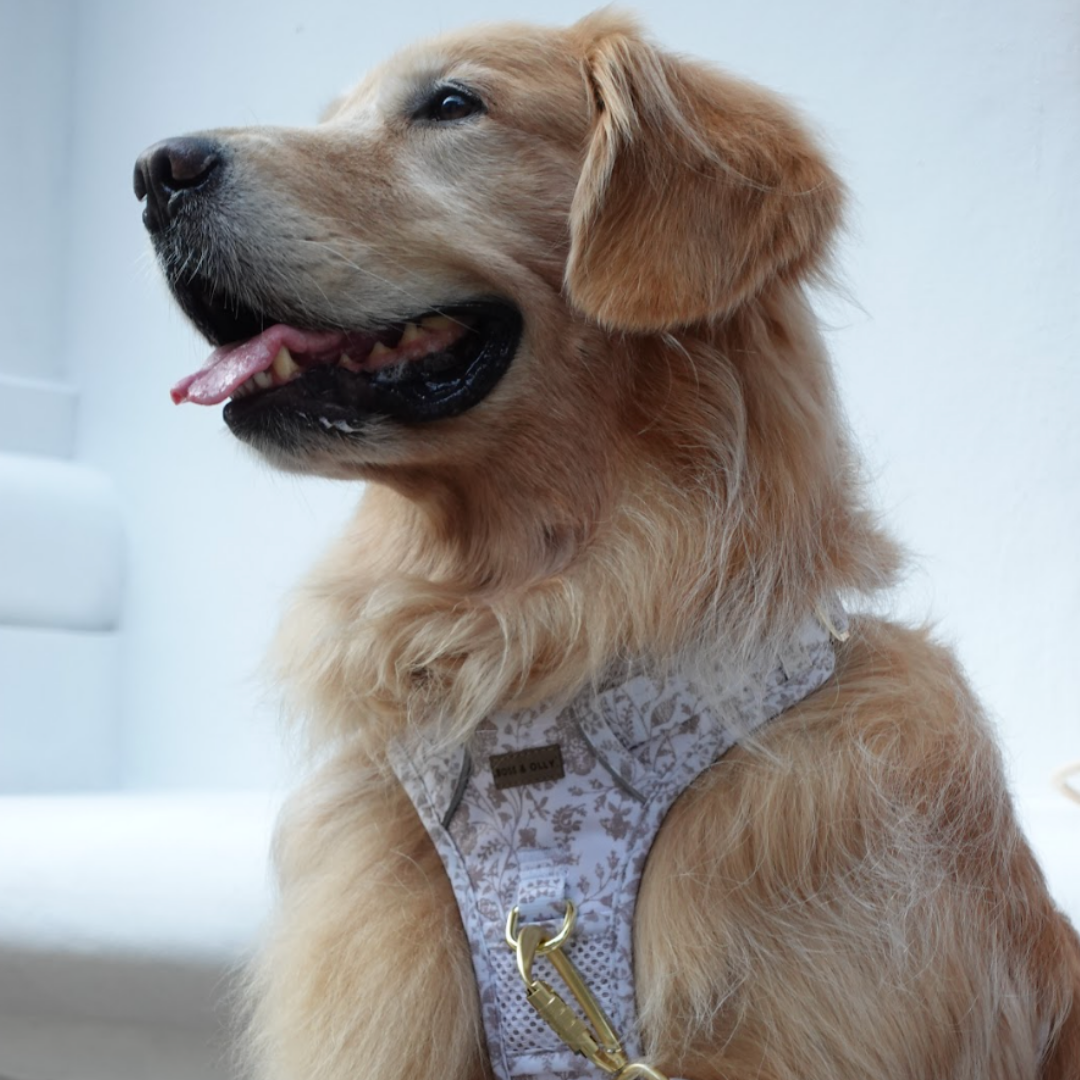 Boss & Olly - White Batik รัดอกสายจูง สำหรับสัตว์เลี้ยง สุนัข แมว Leash and Harness for Dog and Cat