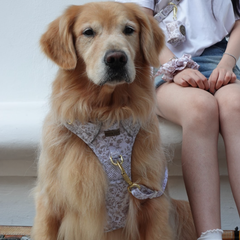 Boss & Olly - White Batik รัดอกสายจูง สำหรับสัตว์เลี้ยง สุนัข แมว Leash and Harness for Dog and Cat