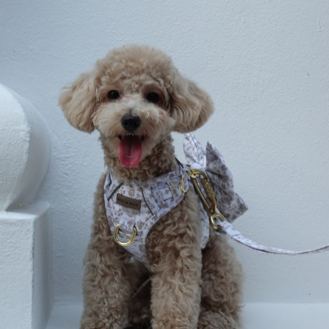 Boss & Olly - White Batik รัดอกสายจูง สำหรับสัตว์เลี้ยง สุนัข แมว Leash and Harness for Dog and Cat
