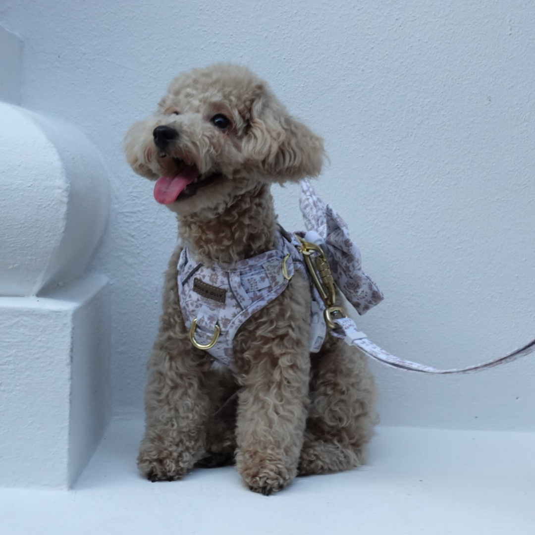 Boss & Olly - White Batik รัดอกสายจูง สำหรับสัตว์เลี้ยง สุนัข แมว Leash and Harness for Dog and Cat