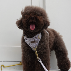Boss & Olly - White Batik รัดอกสายจูง สำหรับสัตว์เลี้ยง สุนัข แมว Leash and Harness for Dog and Cat