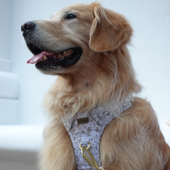 Boss & Olly - White Batik รัดอกสายจูง สำหรับสัตว์เลี้ยง สุนัข แมว Leash and Harness for Dog and Cat